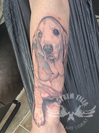 Basset op onderarm