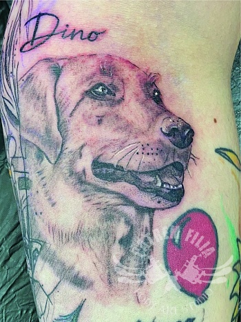 Labrador